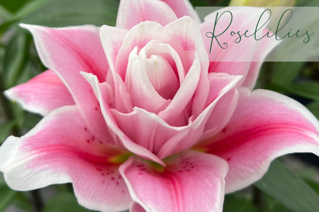 Roselilies